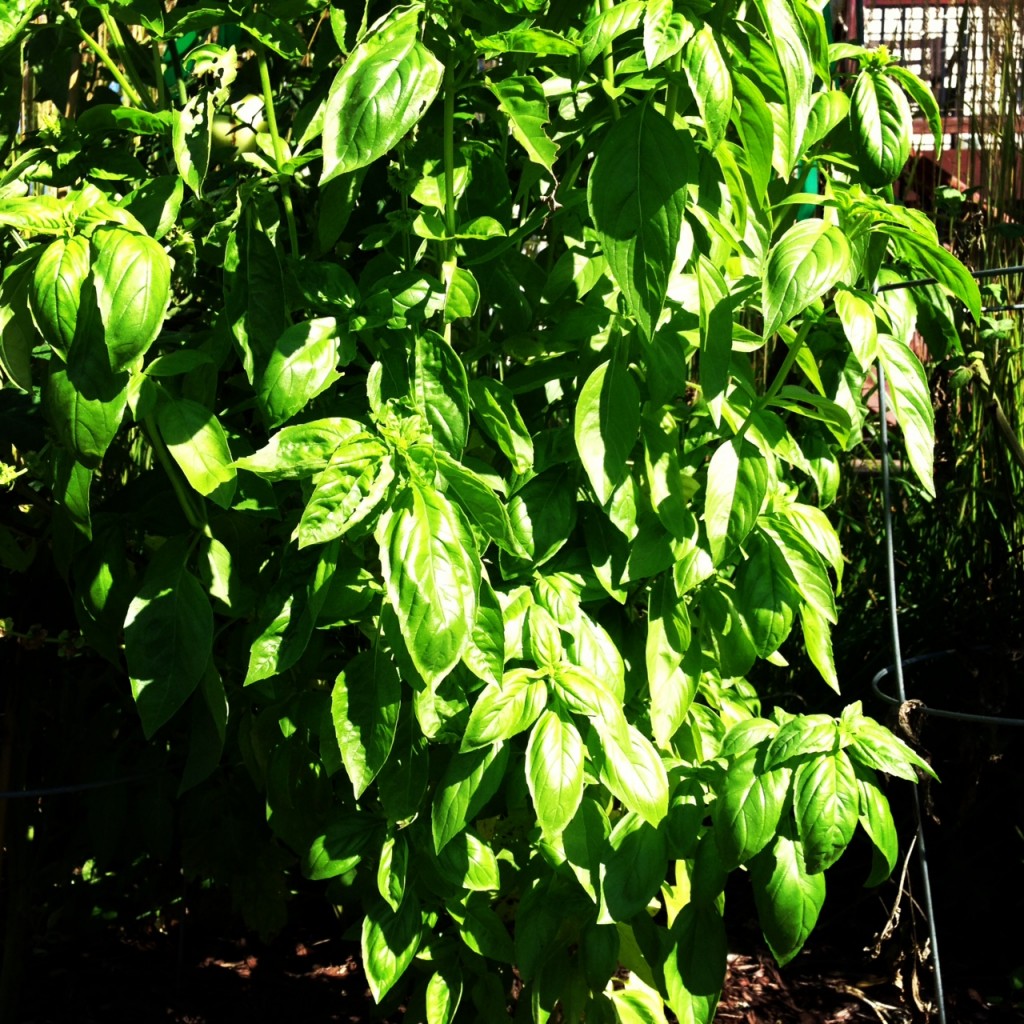 homegrown basil