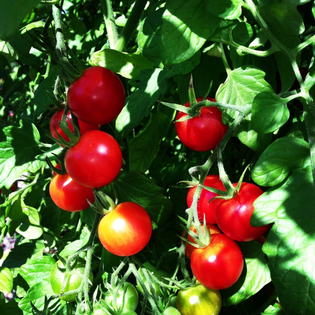 homegrown tomato