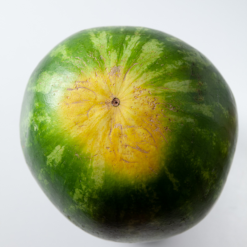 whole watermelon with dark yellow field spot