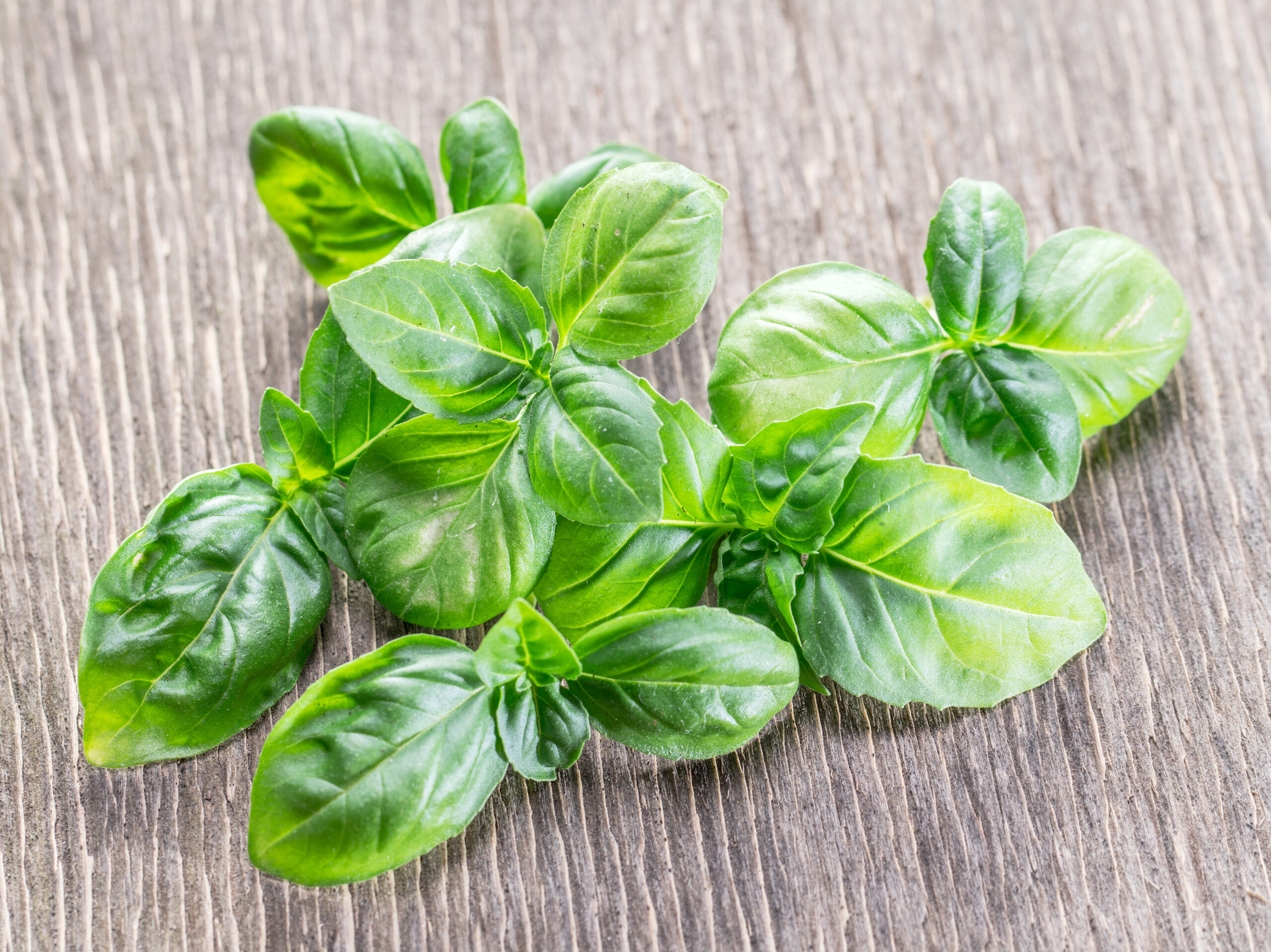 Basil for Caprese